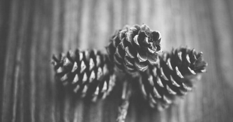 程序员必备:Elasticsearch实战教程-冉冉博客